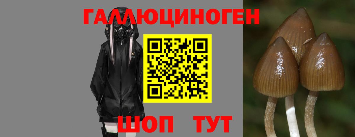 Гусь-Хрустальный  Псилоцибиновые грибы GOLDEN TEACHER  Вход с VPN 